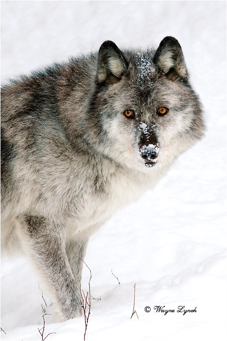 Wolf by Dr. Wayne Lynch &copy;